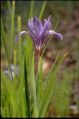 Großgetigerte Iris 7