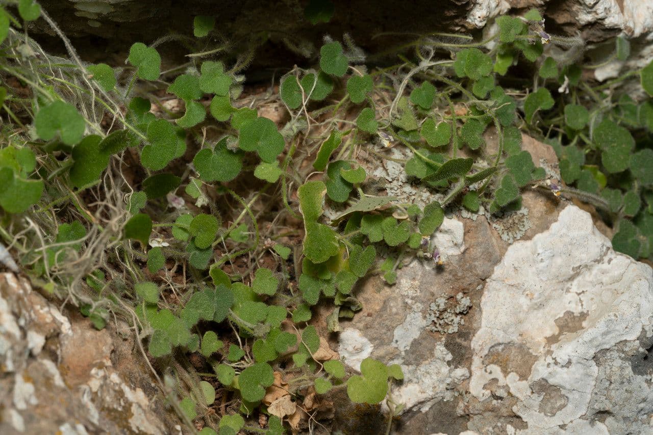 Cymbalaria 6