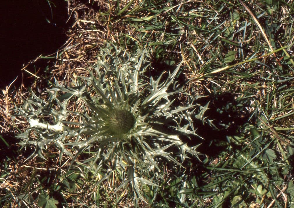 Panicaut blanc 20