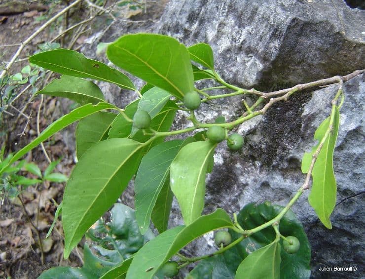 Celtis paniculata 4