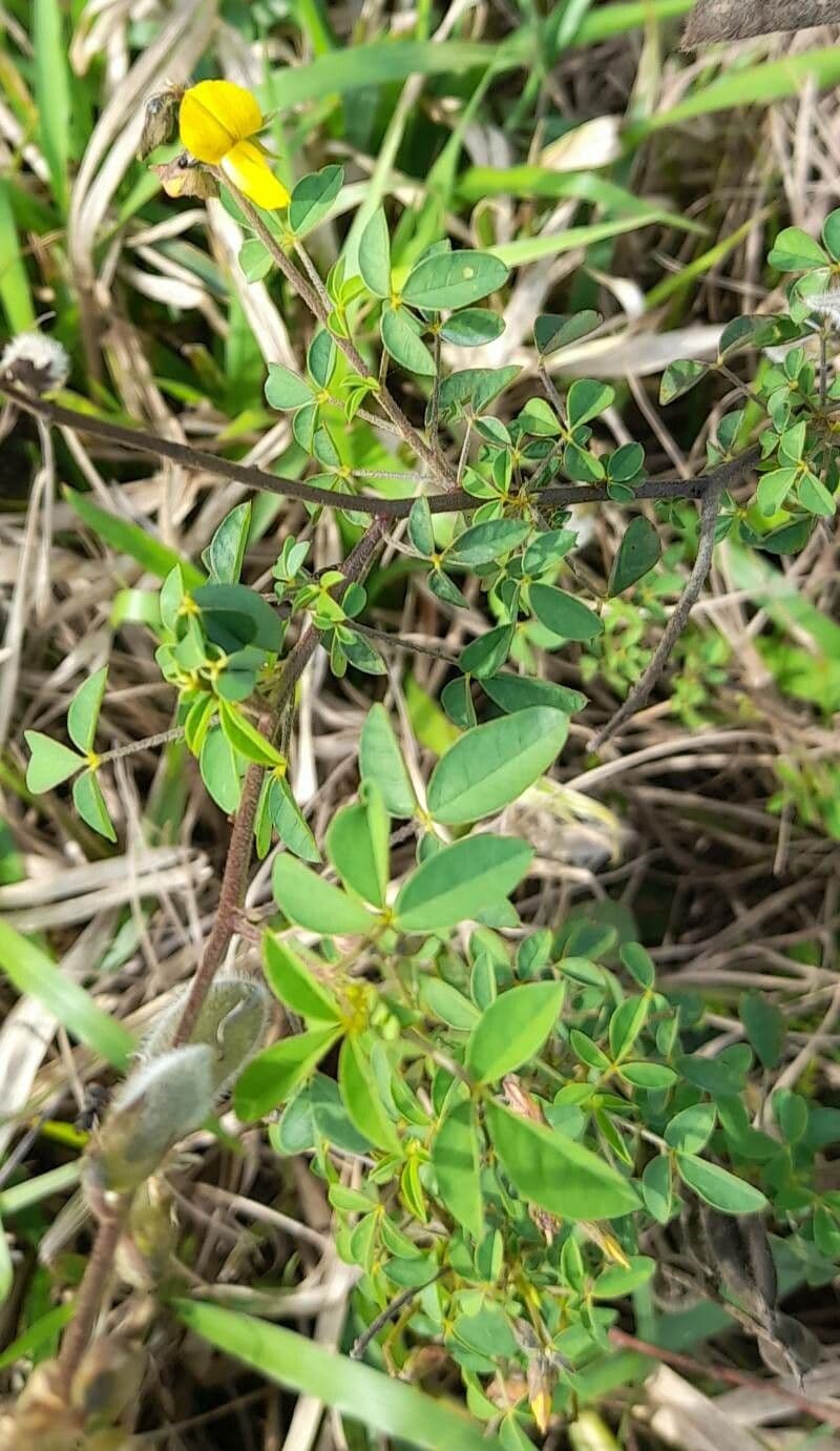 Crotalaria incana 15