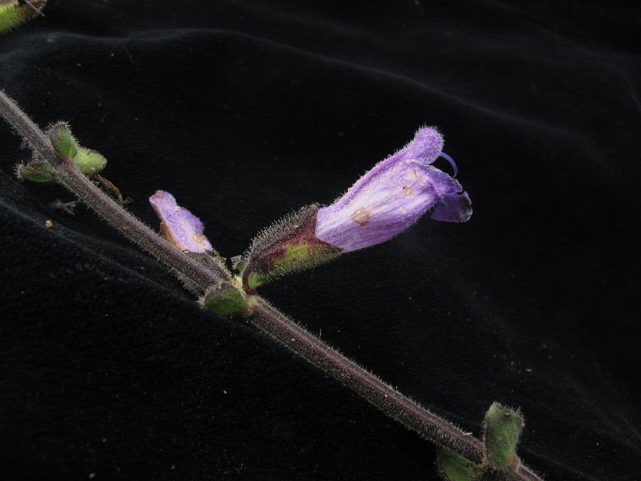 Salvia