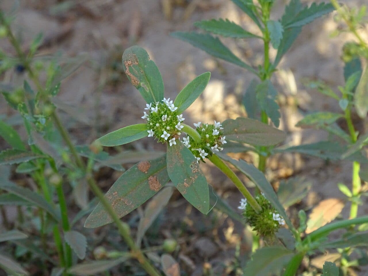 Spermacoce verticillata 12