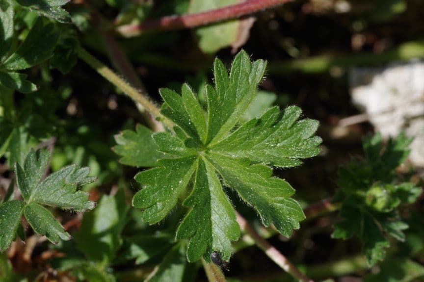 Potentilla della Turingia 6