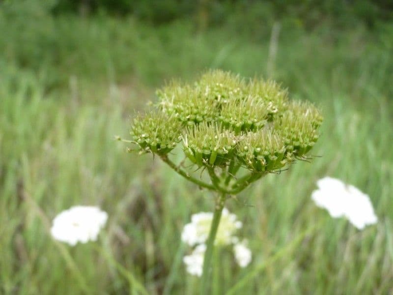 Oenanthe pimpinelloides 29