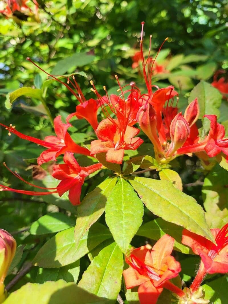 Rhododendron