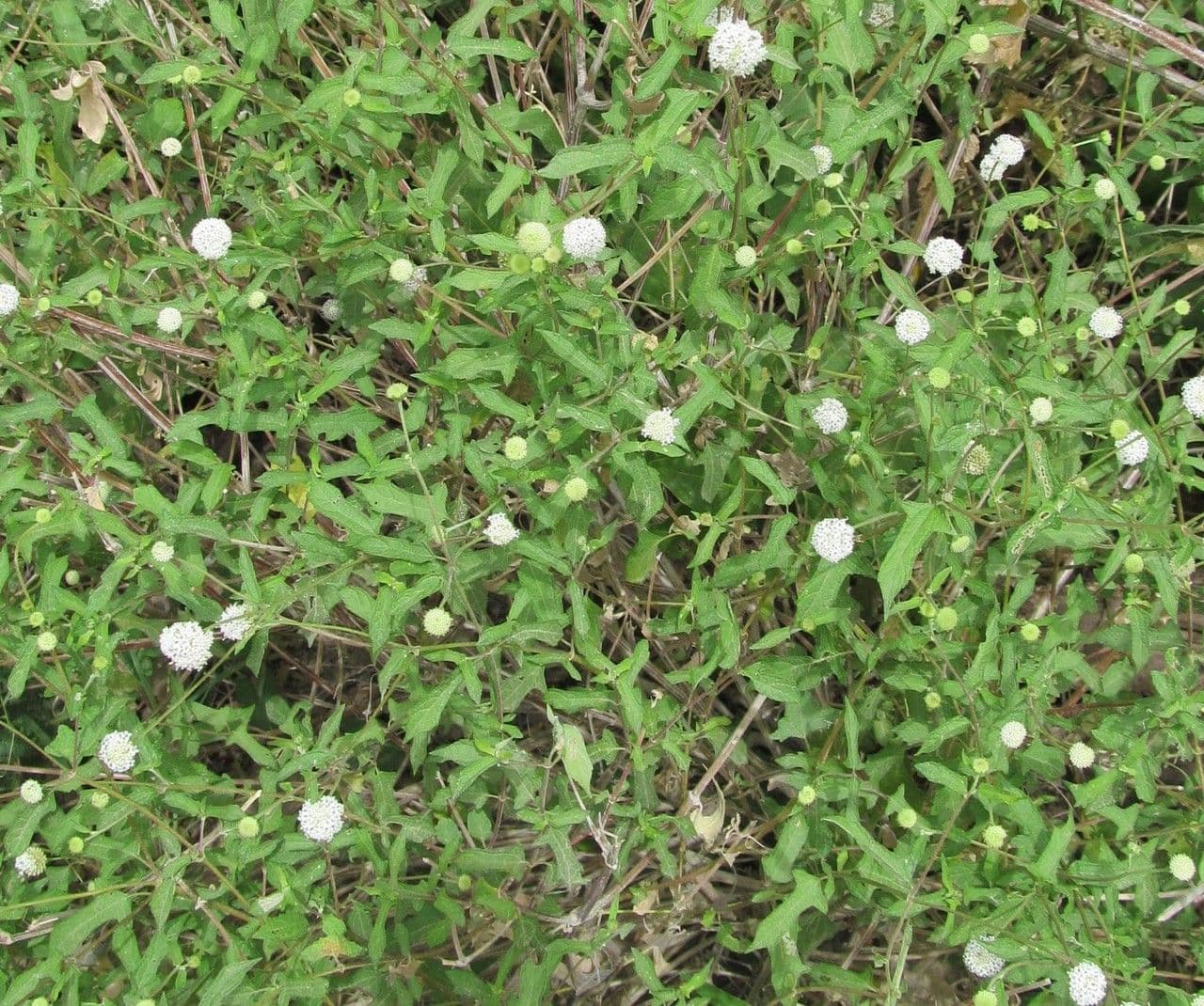 Schneeweiße Melanthera 10