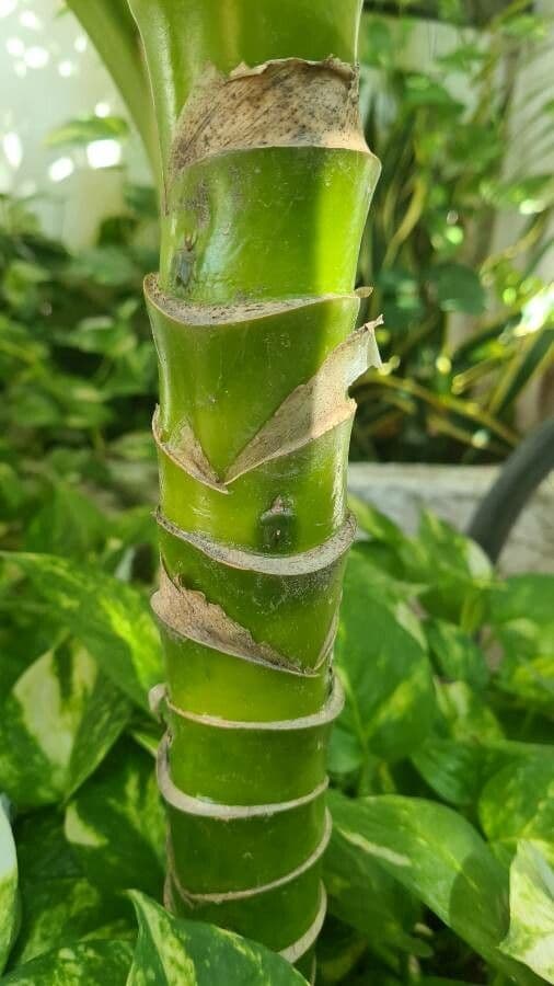 Dieffenbachia 21