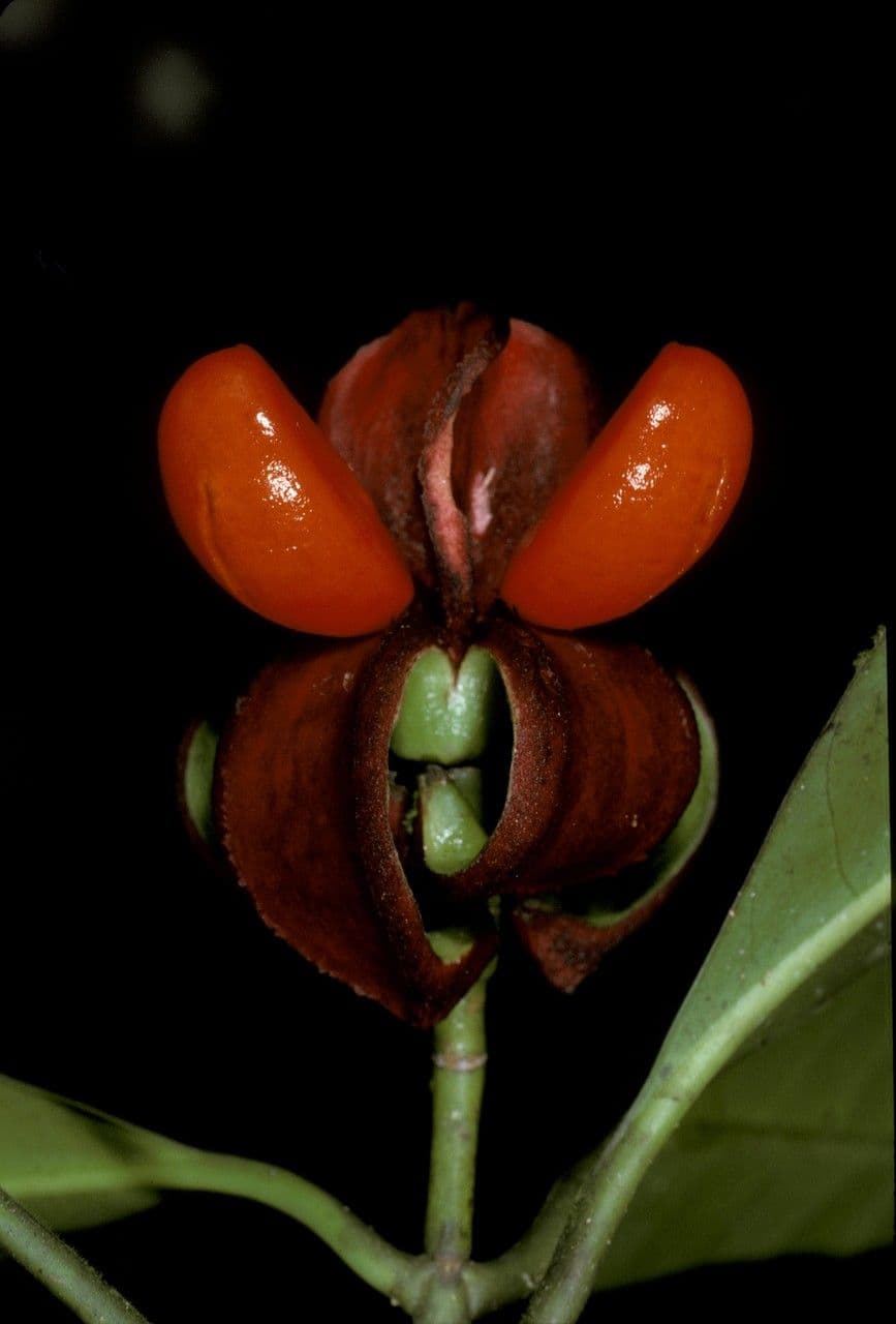 Tovomita 4