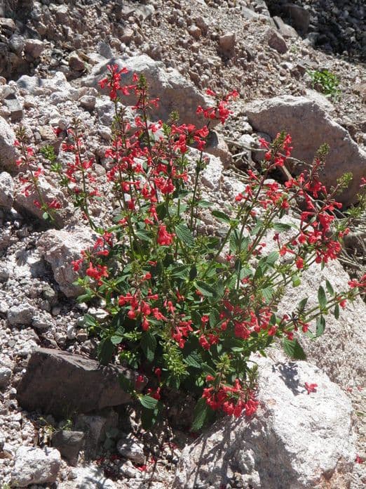 Stachys coccinea 10
