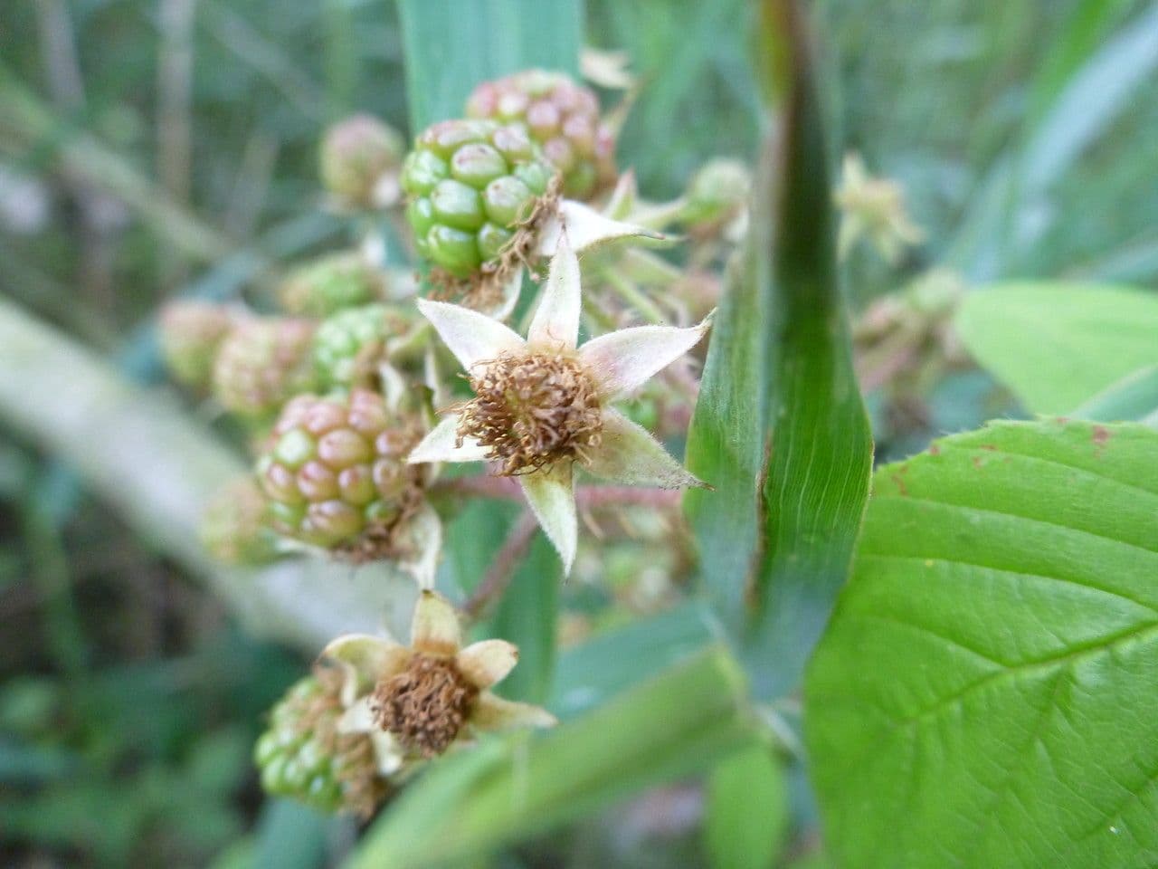 Brombeere 3