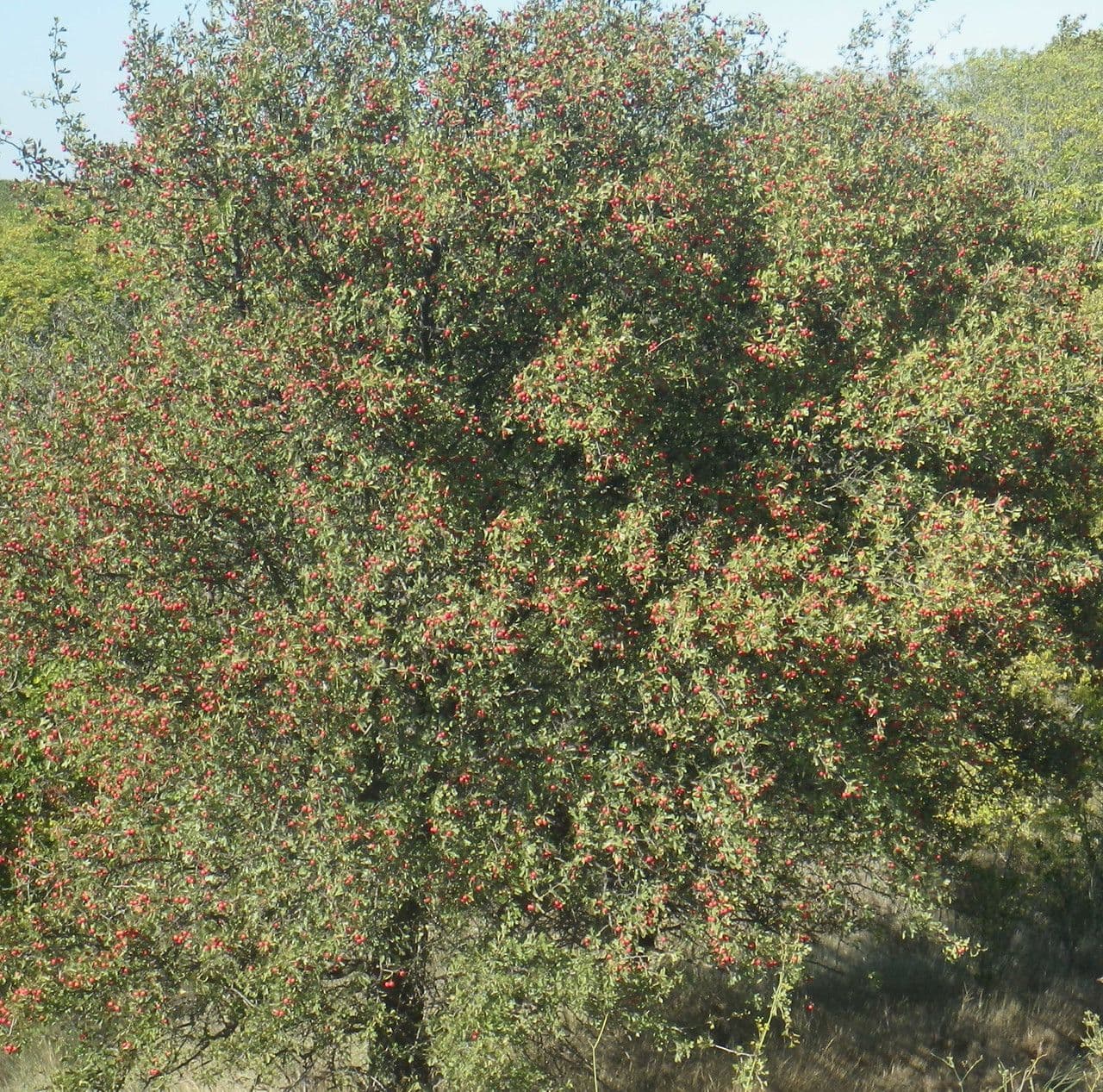 Azzarola 13