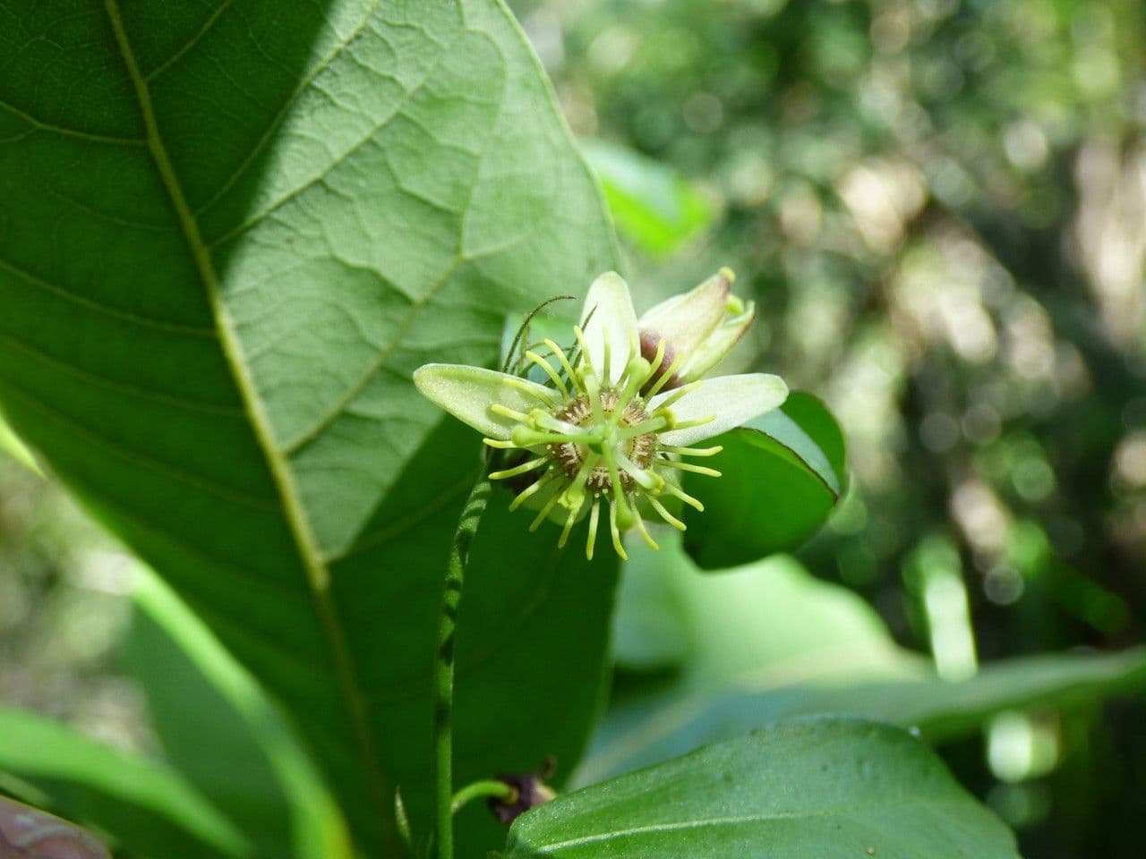 Passiflora suberosa 10
