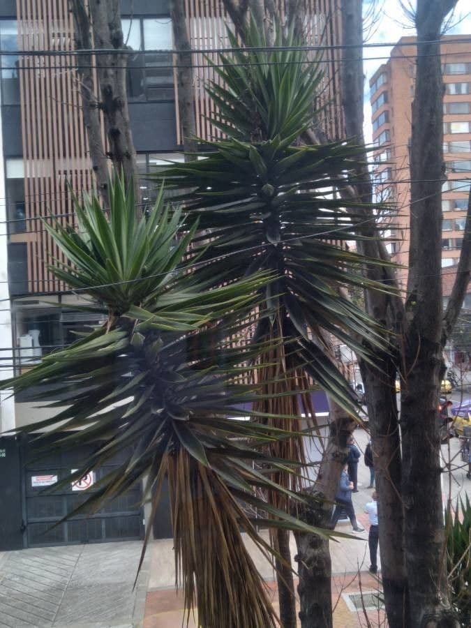 Bajonett-Yucca 12