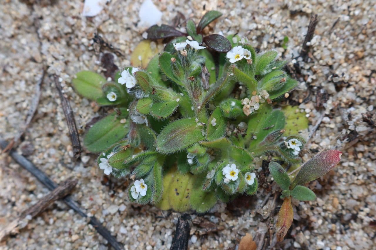Miosotide piccola 8