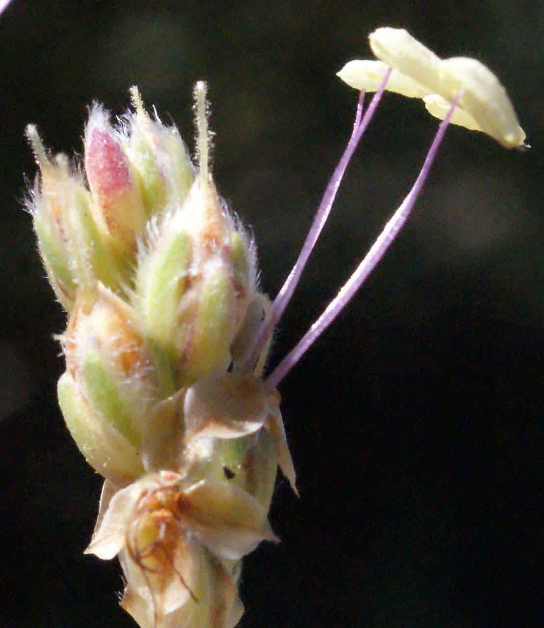 Piantaggine bianca 10