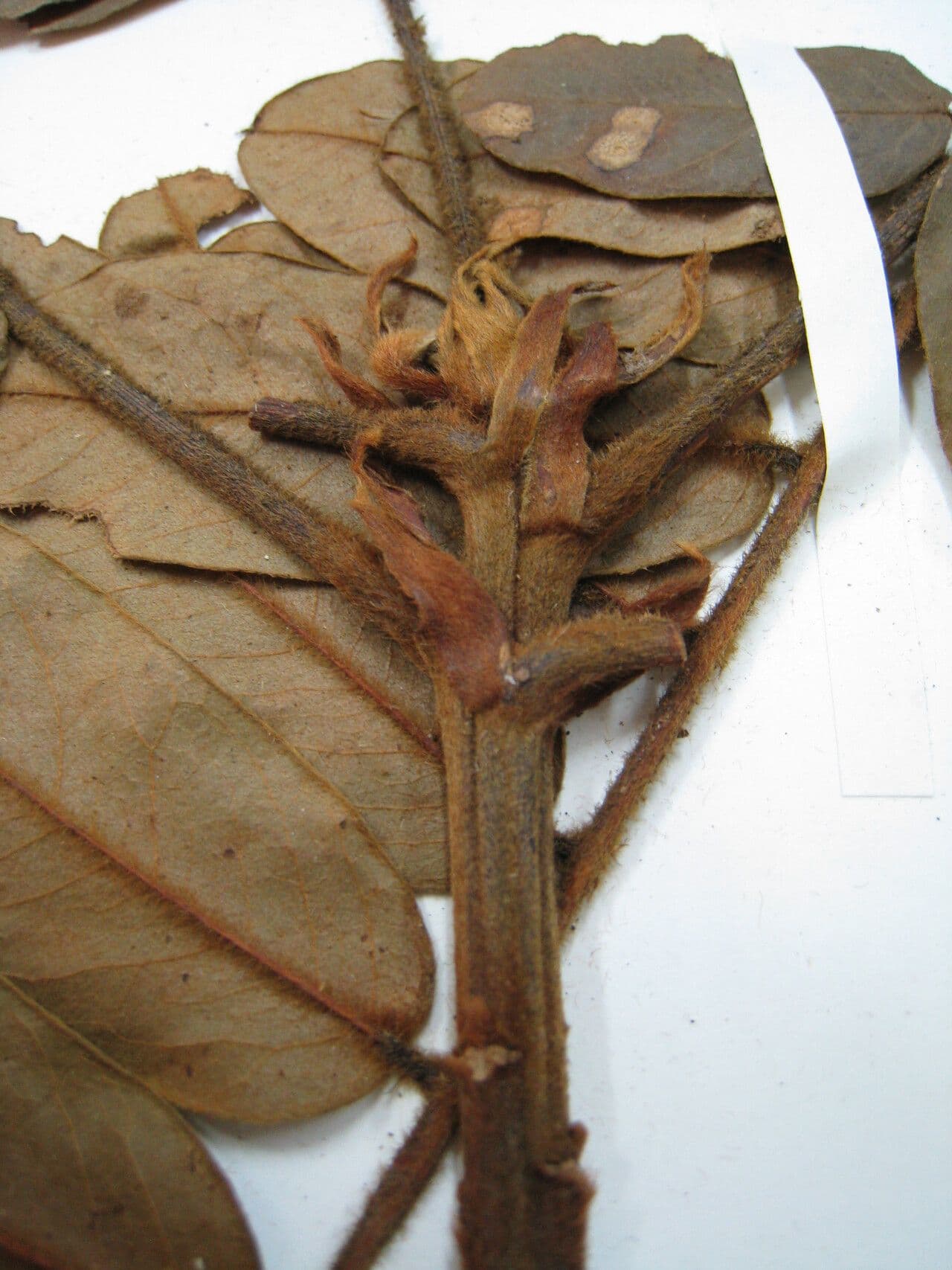 Hymenolobium 5