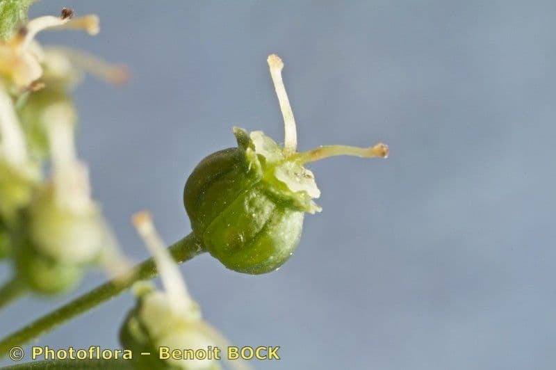 Wasserschierling 3