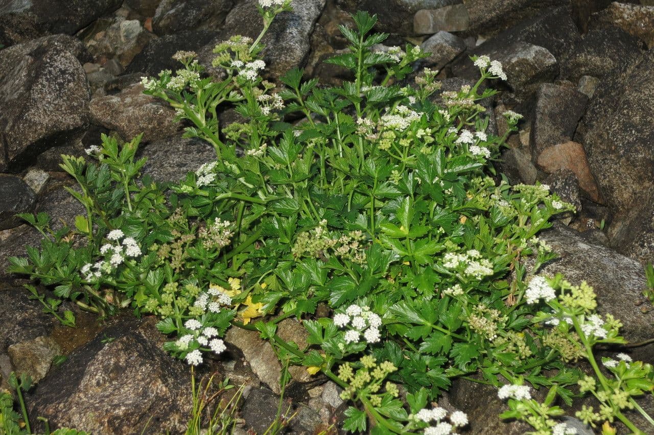 Prostrate marshwort 3