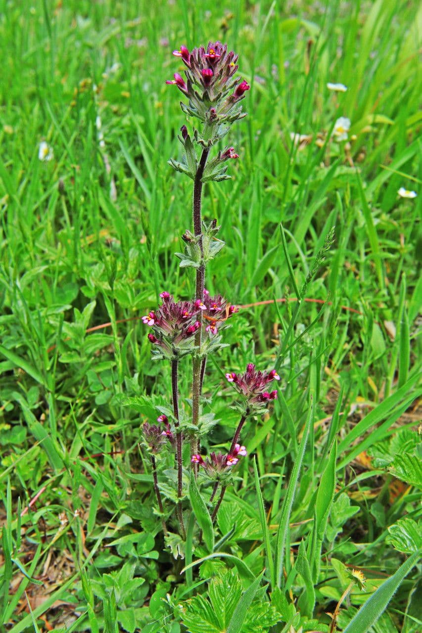 Parentucellia latifolia 7