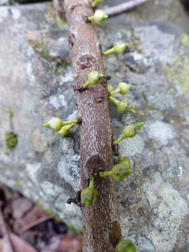 Pycnandra 12