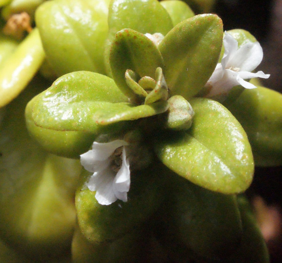 Lysimachia mauritiana 18