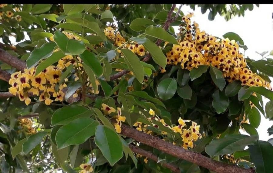 Pterocarpus 7