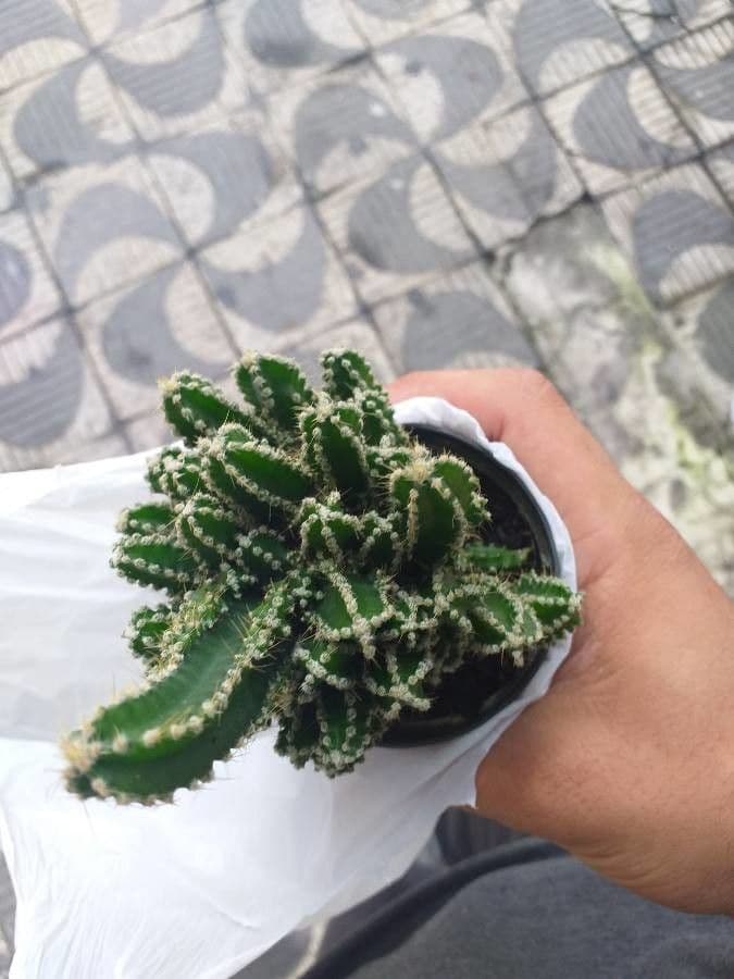 Cactus 14