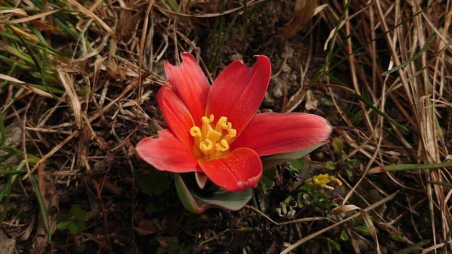 Tulipano ninfea 3