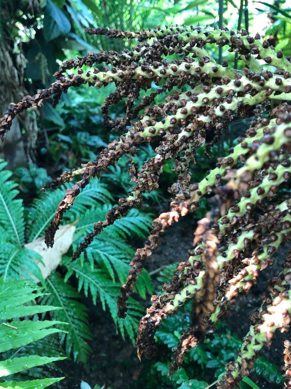 Palma Nikau 13