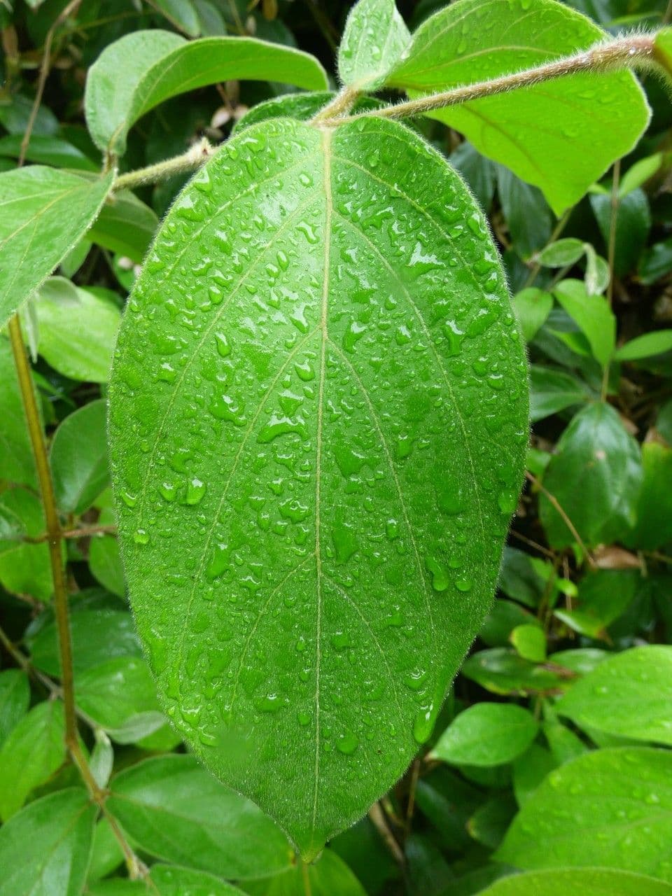 Congea tomentosa 10