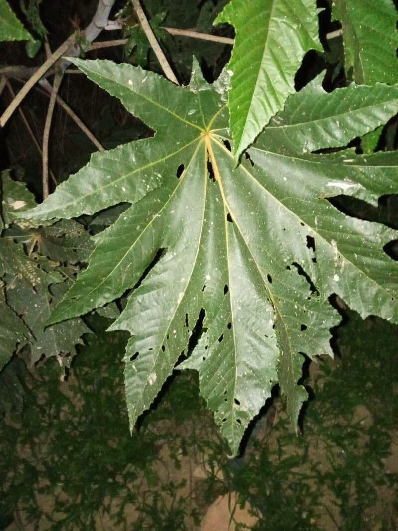 Tetrapanax papyrový 16