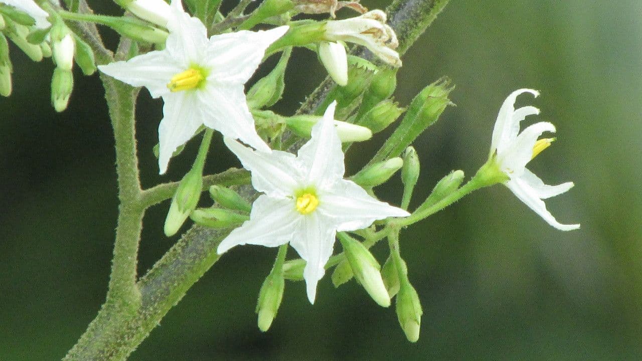 Schlafbeere 8