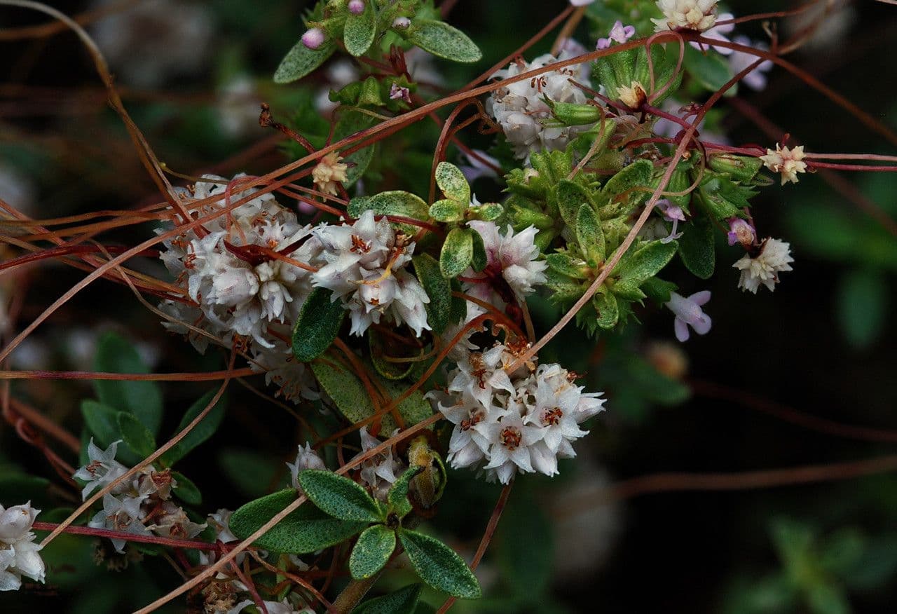 Cuscuta del timo 26