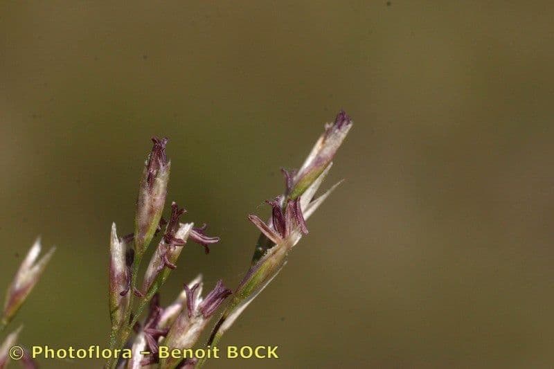 Deschampsia media 4