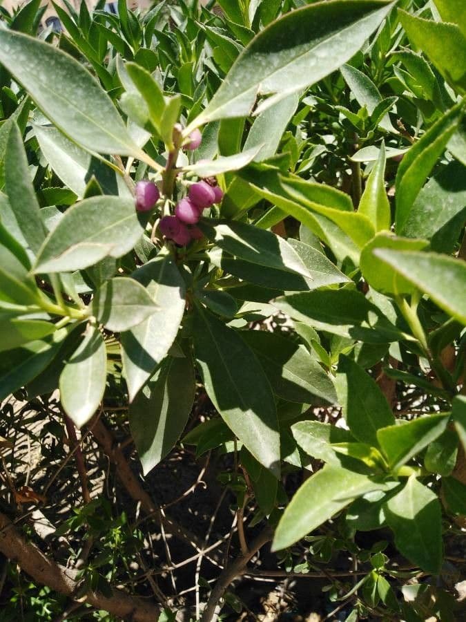Myoporum laetum 17