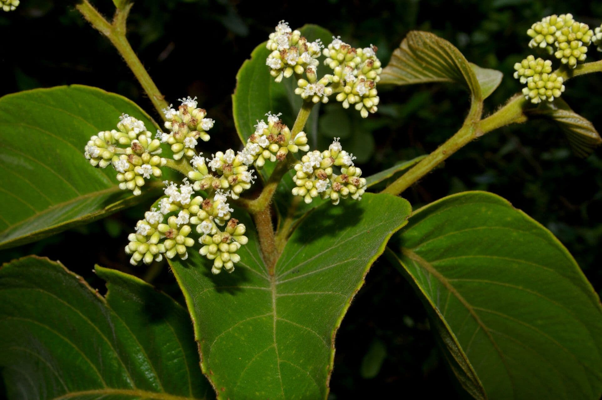 Cordia panamensis 12