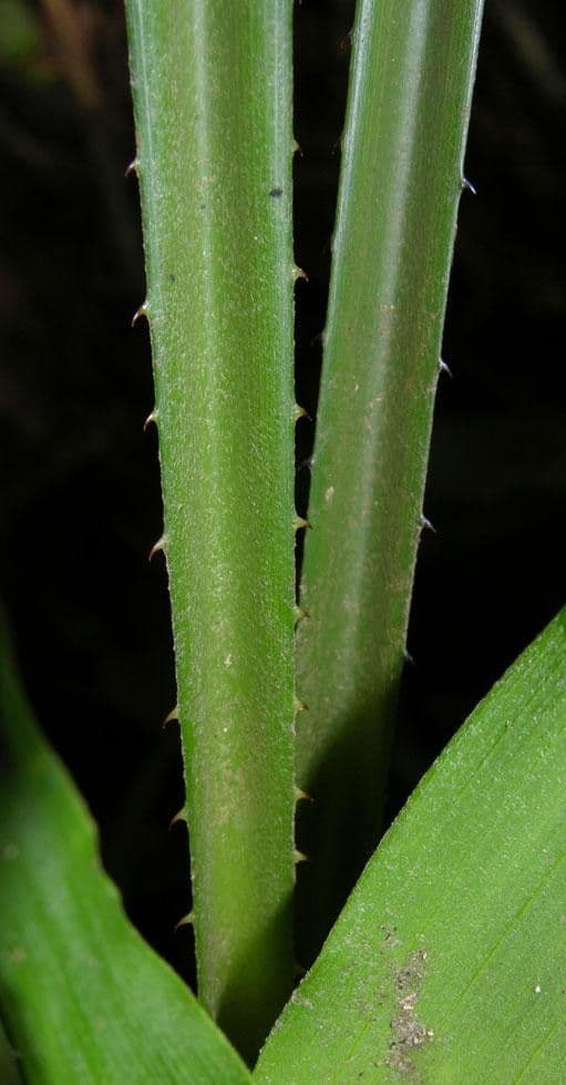 Pitcairnia 13