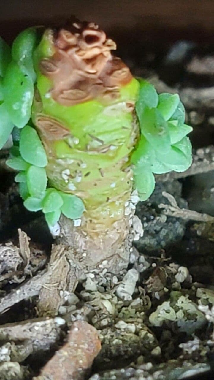 Borracina spatolata 18