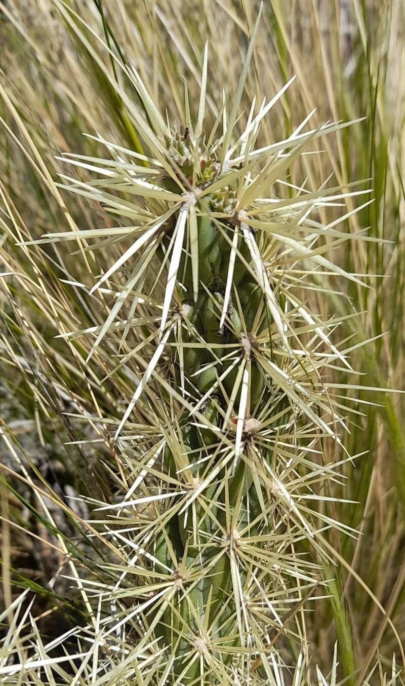 Ummantelte Cholla 18