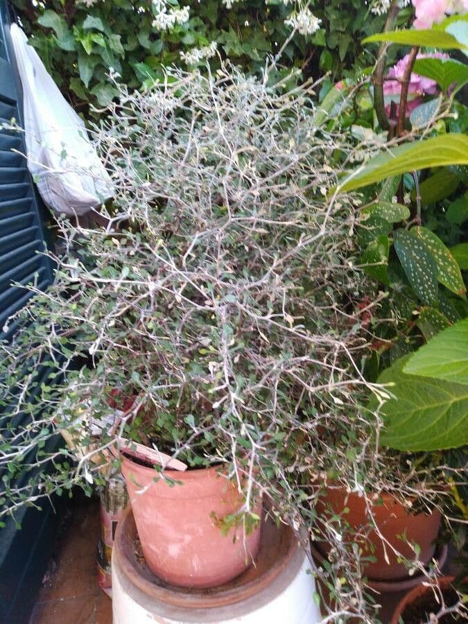 Corokia 9
