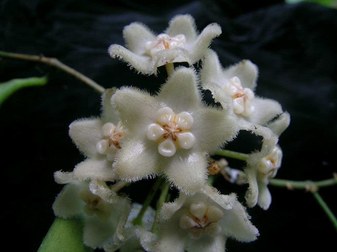 Hoya 3