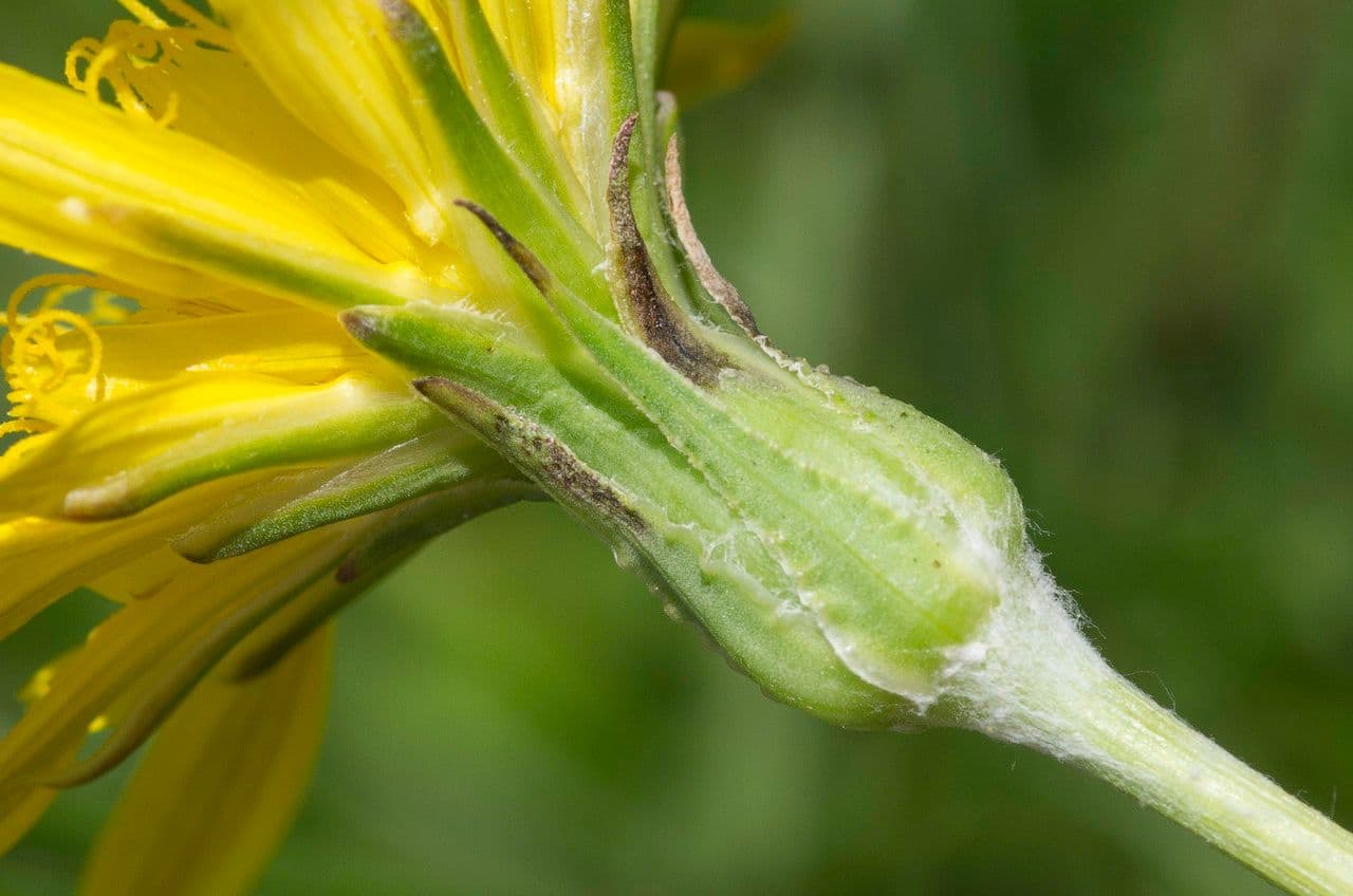 Scorzonera setolosa 3