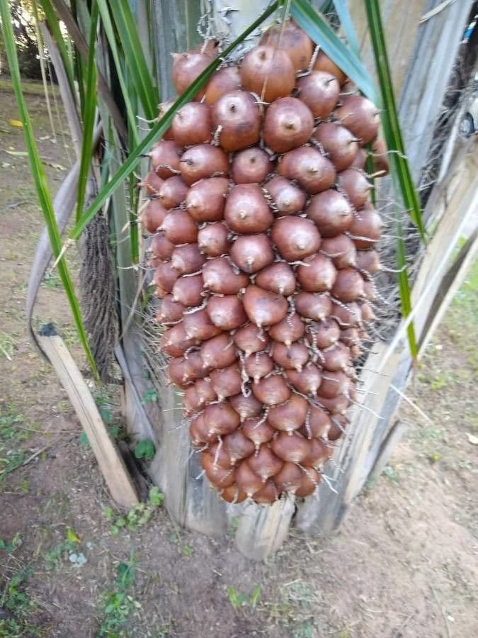 Attalea phalerata 2