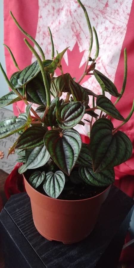 Peperomia a strisce bianche 3