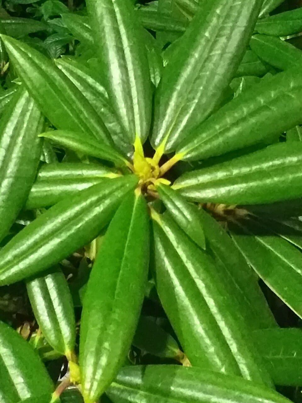 Rododendro 7