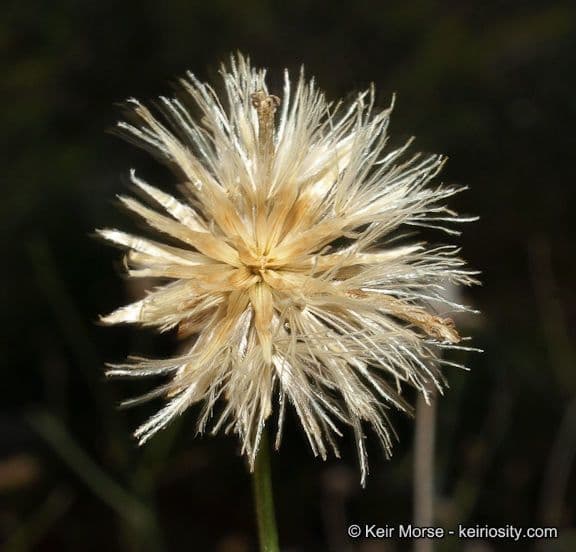Bebbia juncea 2