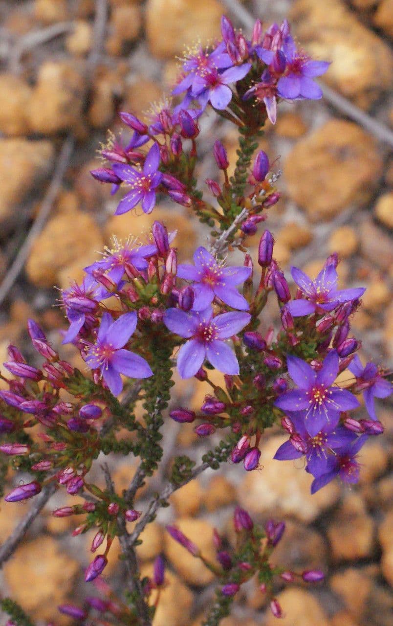 Calytrix leschenaultii 4