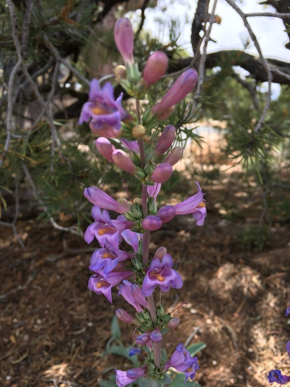 Penstemon secundiflorus 14