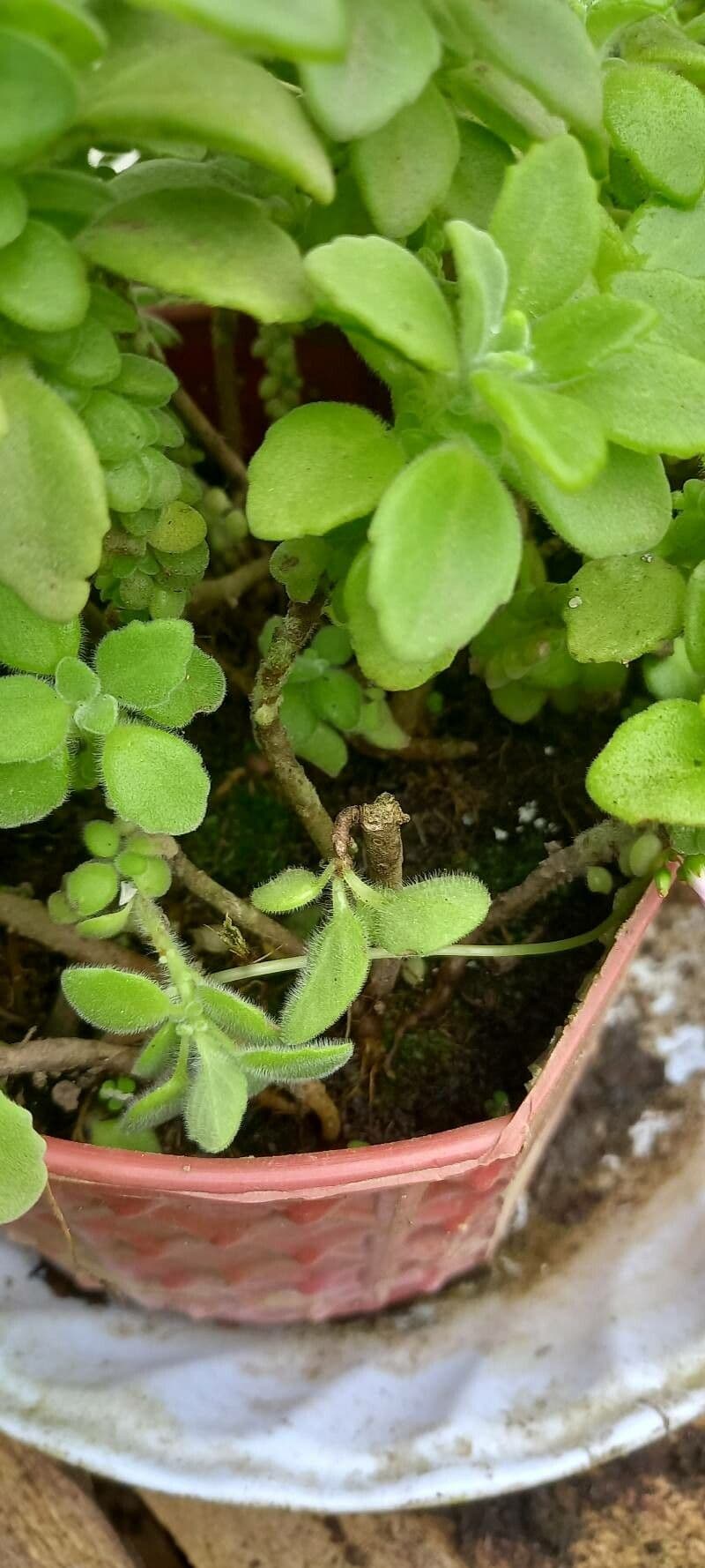 Plectranthus 16